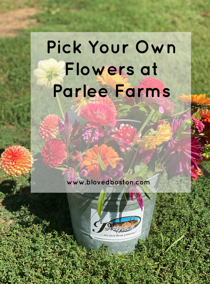Parlee Farms, pick your own flowers