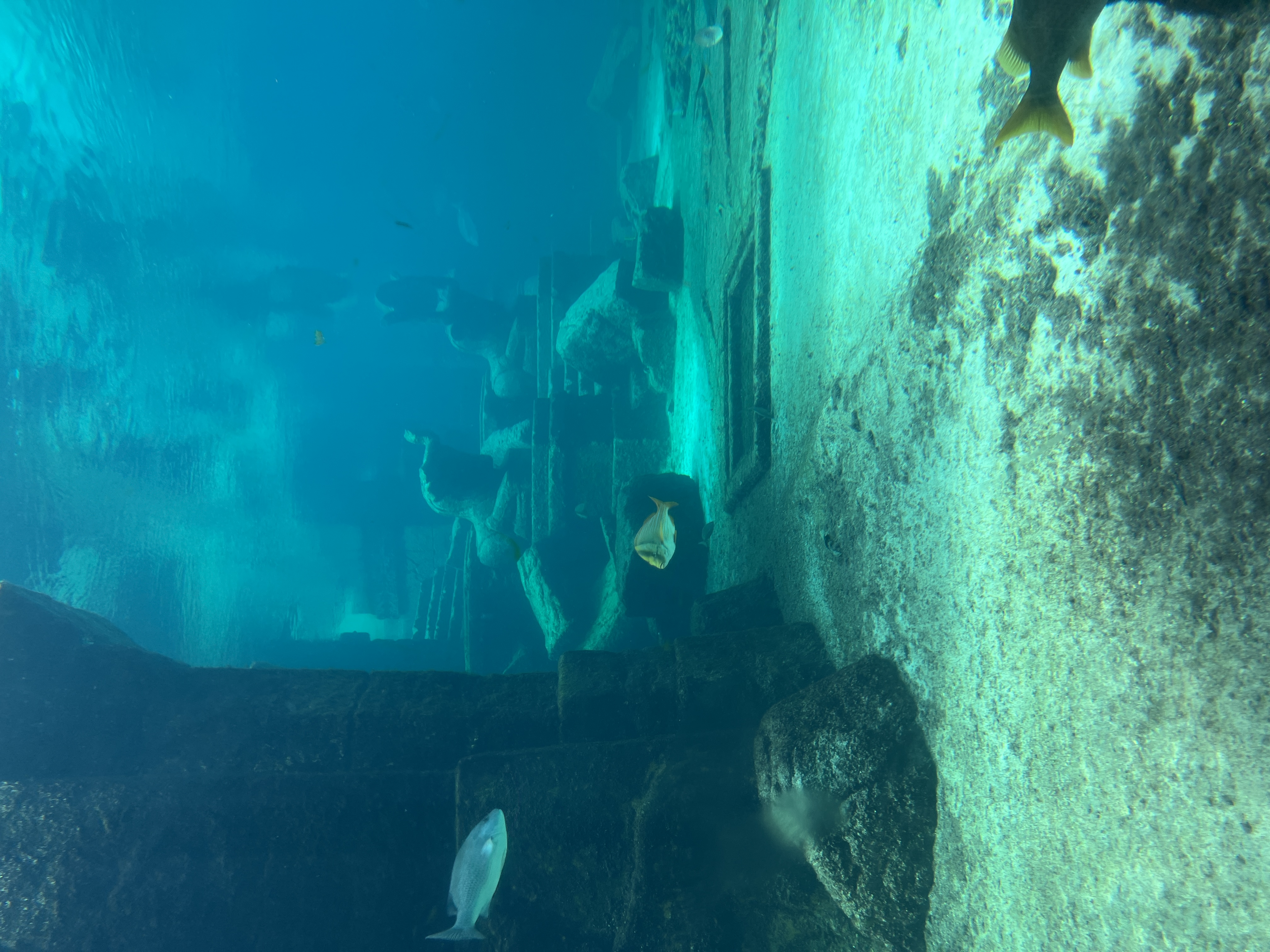 The Dig at Atlantis Bahamas